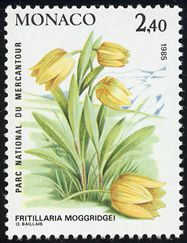 Fritillaria moggridgei