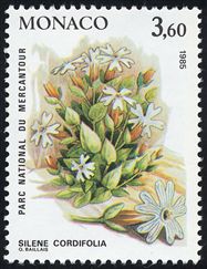 Silene cordifolia