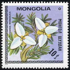 Potaninia mongolica