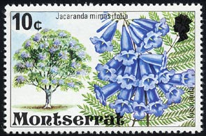キリモドキ　Jacaranda mimosifolia