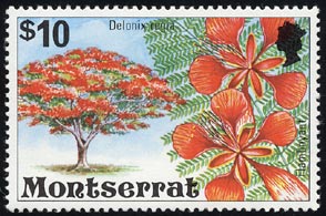 ホウオウボク　Delonix regia