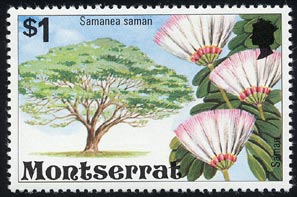 アメリカネムノキ Enterolobium saman