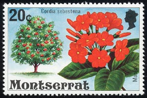 アメリカチシャノキ Cordia sebestena