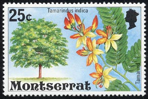 タマリンド Tamarindus indica