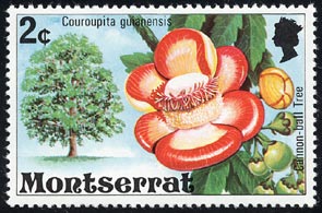 ホウガンノキ Couroupita guianensis