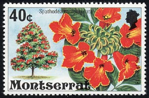 カエンボク Spathodea campanulata