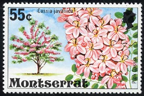 ジャワセンナ Cassia javanica