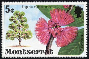 マレーフトモモ　Syzygium malaccensis