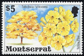 タベブイア・クリサンタ Tabebuia chrysantha