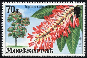 トリプラリス・スリナメンシス Triplaris surinamensis