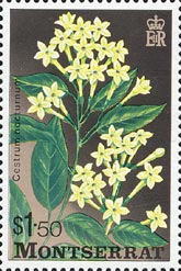 ヤコウカ Cestrum nocturnum