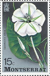 ヨルガオ Ipomoea alba