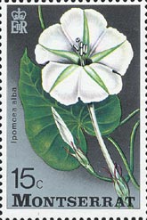 ヨルガオ　Ipomoea alba