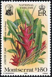 ヘリコニア・カリバエア Heliconia caribaea
