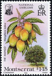 マンゴー Mangifera indica