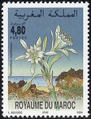 Pancratium maritimum