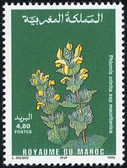 Phlomis crinita ssp. mauritanica