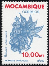 Ricinus communis