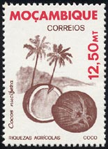 Cocos nucifera