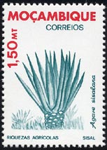 Agave sisalana