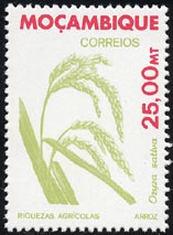 Oryza sativa