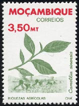 Camellia sinensis