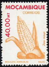 Zea mays