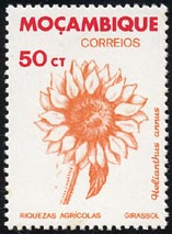 Helianthus annuus