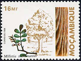 パンガ・パンガ Millettia stuhlmannii