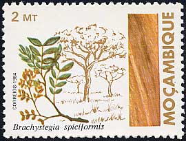 ブラキステギア・スピキフォルミス Brachystegia spiciformis