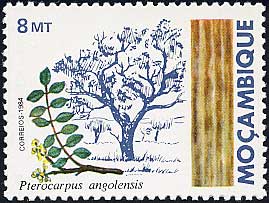 プテロカルプス・アンゴレンシス Pterocarpus angolensis