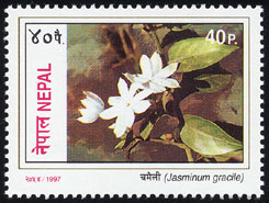 Jasminum gracile