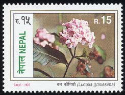 Luculia gratissima