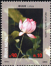 Nelumbo nucifera