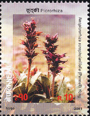 Neopicrorhiza scrophulariifolia