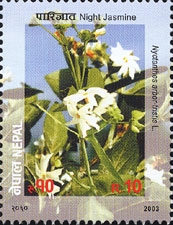 Nyctanthes arbor-tristis