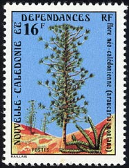Araucaria montana
