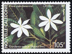 Gardenia aubryi