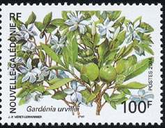 Gardenia urvillei