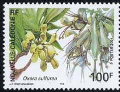 Oxera sulfurea