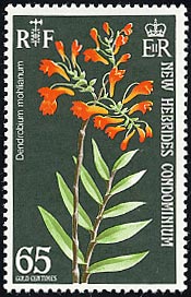 デンドロビウム・モーリアヌム　Dendrobium mohlianum