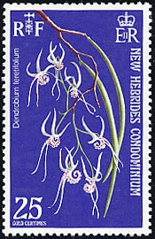 デンドロビウム・テレティフォリウム　Dendrobium teretifolium
