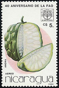 バンレイシ　Annona squamosa