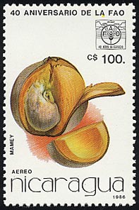 マメイリンゴ Mammea americana