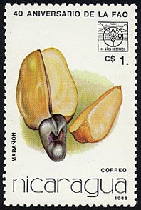 カシューナットノキ　Anacardium occidentale