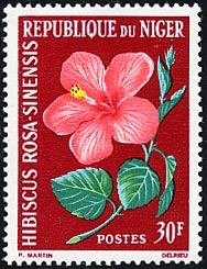 ハイビスカス　Hibiscus rosa-sinensis