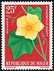 ヘチマ Luffa cylindrica