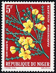 パーキンソニア・アクレアタ Parkinsonia aculeata