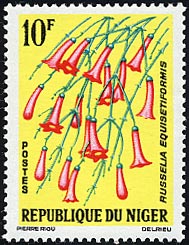 ハナチョウジ Russelia equisetiformis