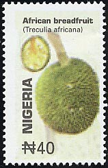トレクリア・アフリカナ　Treculia africana